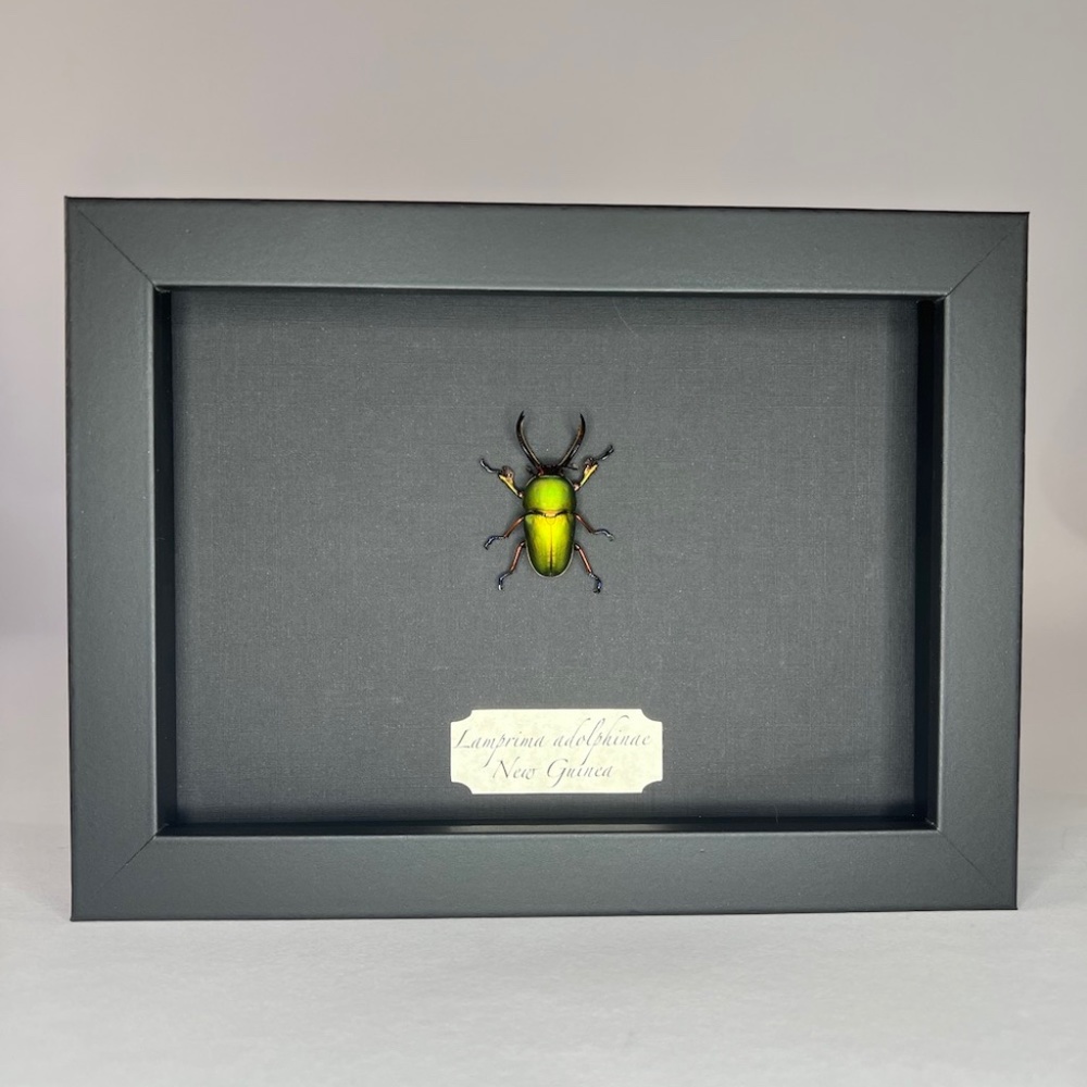 Real framed Lamprima adolphinae beetle